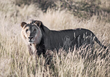 Lion (Panthera Leo) Standing In Savannah, Kalahari Desert, Namibia
