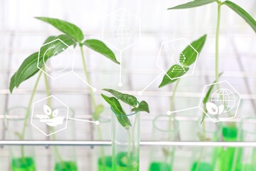 Canvas Print - Biology experiment with green vegetables in laboratory