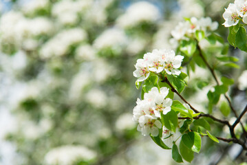 Wall Mural - Spring apple tree with white flowers. Spring border or background art with white flowers. Beautiful nature with a blooming tree and sunlight.