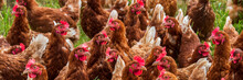 Outdoor Farming With Chicken