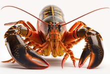 Lobster Isolated On White - Generative AI