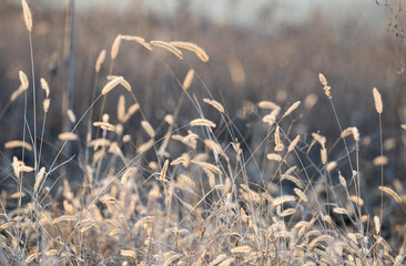 Sticker - dry grass in the meadow in winter