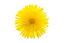 Yellow Dandelion Flower Isolated