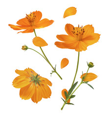 Wall Mural - Beautiful orange cosmos flower