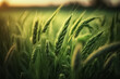 Green barley ears in field. Agriculture. Young green barley on the field background. Barley agricultural field on background under sunlight in summer.  generative AI