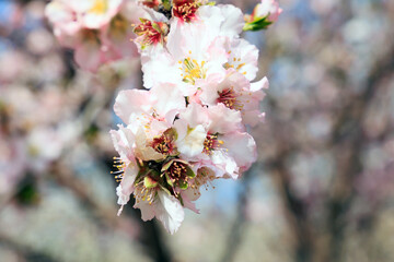 Poster - White almond flowers