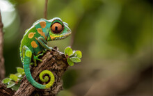 Chameleon / Lizard - Photo Of A Beautiful Chameleon / Colorfull / Copy Space / Blank Text