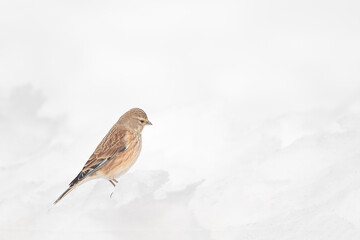 Wall Mural - Fine art portrait of common Linnet female on snow (Linaria  cannabina)