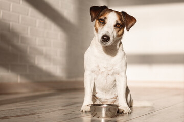 Wall Mural - Cute dog eating food from bowl