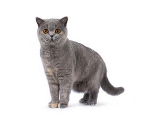  Adorable young blue tortie British Shorthair cat, standing up side ways but  facing front. Looking towards camera with pretty orange eyes. Isolated on a white background.