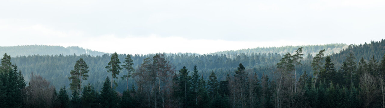Fototapete - Amazing mystical rising fog forest trees woods landscape view in black forest blackforest ( Schwarzwald ) Germany wide long panoramic panorama banner