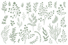 Plants Leave Vector Collection. Set Of Silhouettes Of Many Plants, Hand Draw Vector. Decorative Set.	