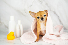 Cute Redhead Chihuahua In A Towel After Washing In The Bathroom In A Beauty Salon For Dogs And Cats. Pet Care Procedures At Home. Pet Care And Hygiene Products And A Rubber Duck