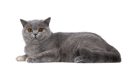 Wall Mural - adorable young blue tortie british shorthair cat, laying down side ways. looking towards camera with