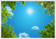 Ceiling wallpapers with blue sky, clouds, sun, tree branches - 3d rendering