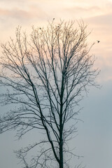 silhouette of a tree without leaves with departing birds in sunrise in the Czech Republic
