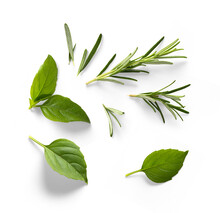 Fresh Green Organic Basil And Rosemary Leaves Isolated On White Background. With Clipping Path. Transparent Background And Natural Transparent Shadow;  Basil And Rosemary Herb Collection For Design
