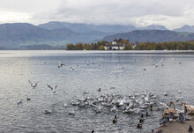  Water Birds In Gmunden At Traunsee, Austria, Europe