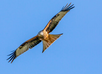 Wall Mural - red kite in flight