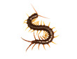 centipede (Scolopendra sp.) centipede isolated on transparent background with clipping path, centipede with clipping path and alpha channel.  for both printing and web pages. 