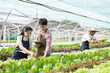 © Natee Meepian - Asian woman and man farmer working together in organic hydroponic salad vegetable farm. using tablet inspect quality of lettuce in greenhouse garden