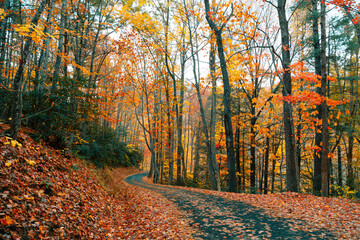 Beautiful quiet street in Tennessee