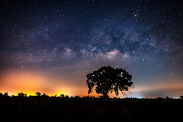 Wall Mural - milky way with stars,silhouette tree in africa with sunrise.tree silhouetted against a setting sun.d