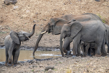 Wall Mural - Family of African elephant in the Kruger National Park, South Africa AT THE POND