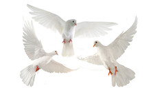 White Dove Isolated On Transparent Background	