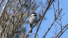 Carolina Chickadee - Poecile Carolinensis - Perched On Vertical Tree Branch