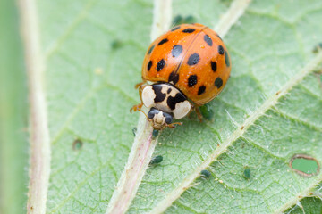 Asian ladybug on stinging-nettle is eating delicious aphids (Harmonia axyridis)