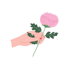 Sticker - Cartoon Female Hand Holding Pink Chrysanthemum Romantic Blooming Concept Flat Design Style. Vector illustration of Flower