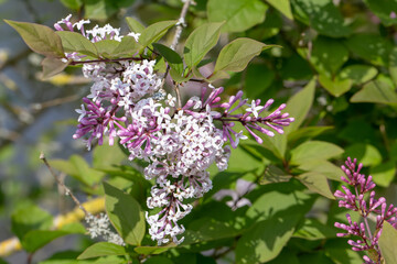 Macro of bright pink Syringa pubescens in bloom.