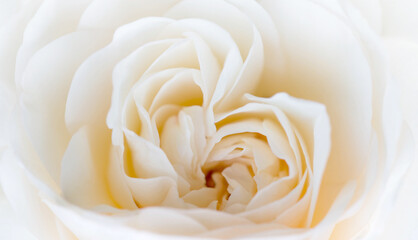 Wall Mural - romantic banner, delicate white roses flowers close-up. fragrant crem pink petals.