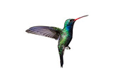 Broad-Billed Hummingbird (Cynanthus latirostris) Photo, in Flight on a Transparent Background
