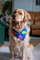 perro golde con bandana