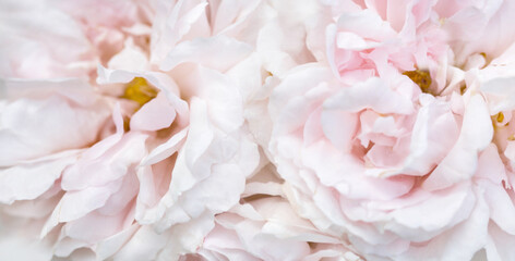 Wall Mural - romantic banner, delicate white roses flowers close-up. fragrant crem pink petals.