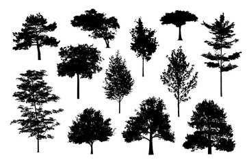 Wall Mural - silhouette tree line drawing, Side view, set of graphics trees elements outline symbol for architecture and landscape design drawing. Vector illustration in stroke fill in white. Tropical, street tree