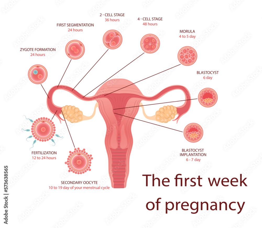 Stages of fetal development diagram of folliculogenesis stages of
