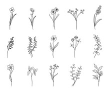 Hand Drawn Flower Set, Doodle Flowers, Plants, Botanical Set, Vector Illustration