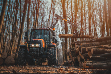 Wall Mural - Forwarder tractor for wood transport. Tractor with trailer loaded with logs. Forestry tractor or forestry tractor for harvesting wood in the forest. Forest industry.