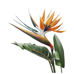 bird of paradise flower illustration, transparent background, png, generative ai