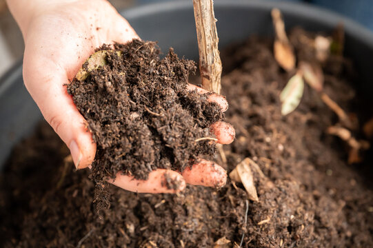close-up woman holding plant soil in her hand, view from high angle, soil from a pot on the balcony