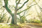 Fototapeta  - Live Oak trees at Wormsloe historic site in Savannah Georgia