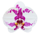 Fototapeta Storczyk - white phalaenopsis orchid flower isolated with clipping path
