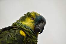 Isolated Close-up Amazona Aestiva (green Parrot With Yellow Cheeks) Of Beautiful Plumage And Blue Forehead