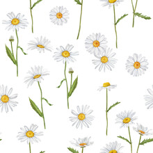 Watercolor Floral Pattern With Daisies, Wildflowers, Summer Print