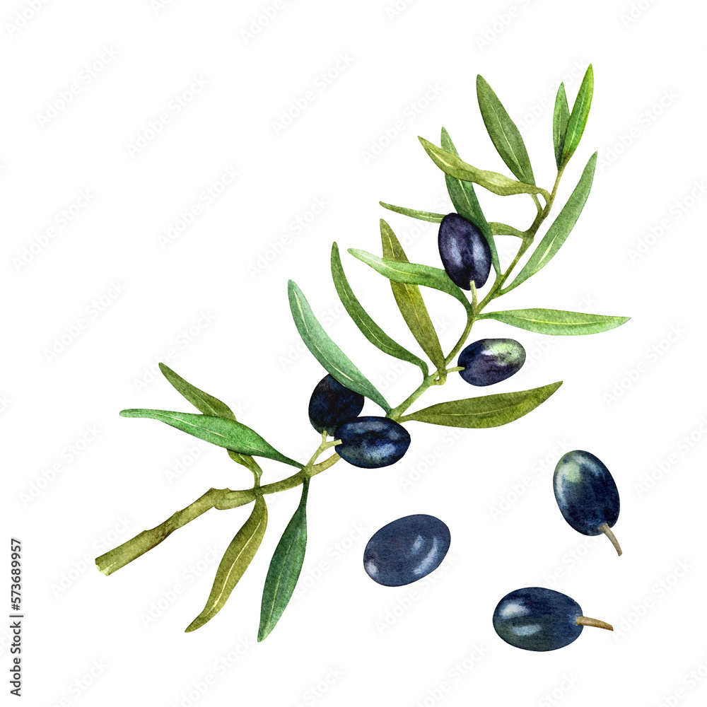 Hand drawn watercolor, Ripe black olives with olive leaves on a white ...