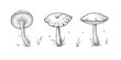 Collection of different realistic edible mushrooms in monochrome style. Set of various engraved seasonal fungi vector graphic illustration. Types of vegetarian organic food for your design