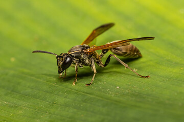 Wall Mural - Dark Brown wasp in Costa Rica